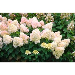 Гортензия метельчатая Саммер Лав (Hydrangea paniculata Summer Love) Р9